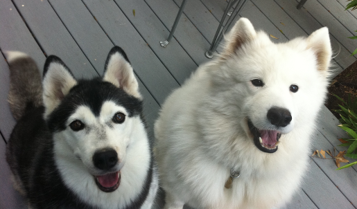 Husky Cricket and Samoyed Phoebe
