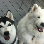 Husky Cricket and Samoyed Phoebe
