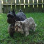 Schnauzer Buddies