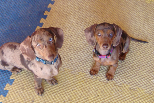 Double Dappled Dachshunds