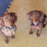 Double Dappled Dachshunds