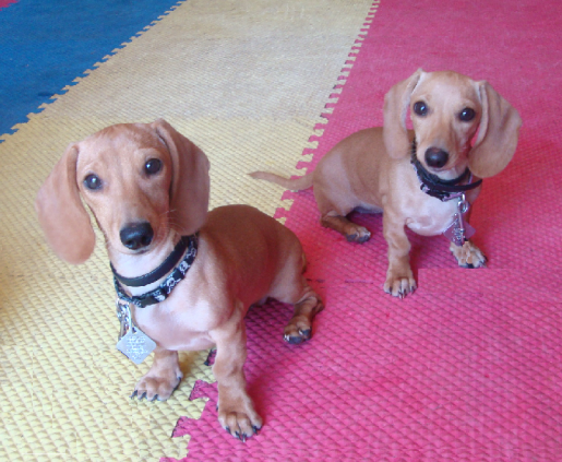 Dachshunds Willie and Olivia