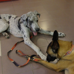 Baby Great Dane Chad Rests After Playing with Belgian Malinois Taz
