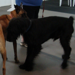 Black Russian Terrier Jonah Meets Taz