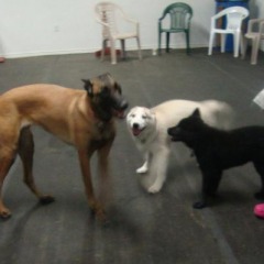 Sophie Plays with Stormie and Taz