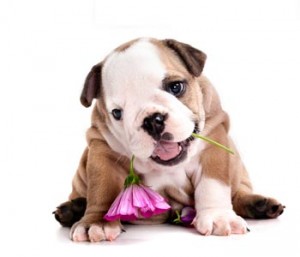 English-Bulldog-Puppy-with-