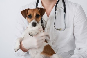 Jack Russel with Vet Small