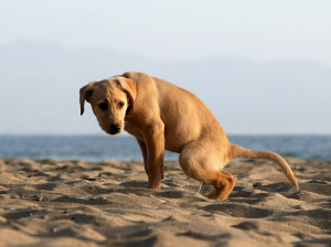 Lab Puppy Urinating