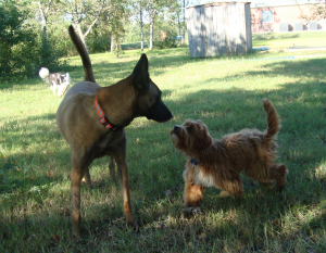 Schools for Dogs Houston