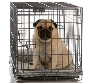 Pug-in-Crate-Small