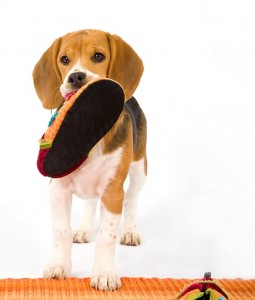 Beagle with Shoe Small