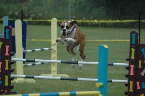 Boxer Doing Agility Small