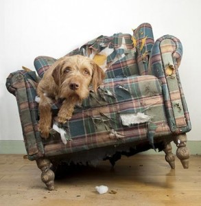 Dog-in-Destroyed-Chair-Smal