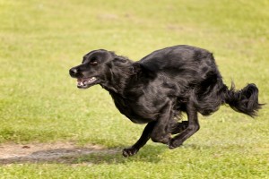 Flat Coated Retriever Running Small