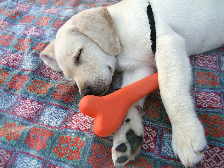 Lab Puppy Sleeps with Toy Bone Small