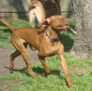 Lucy Has a Stick