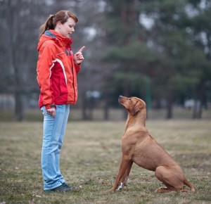 Obedient Ridgeback Small