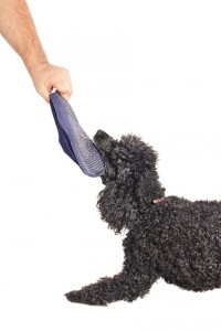 Poodle Tugs on Shoe Small