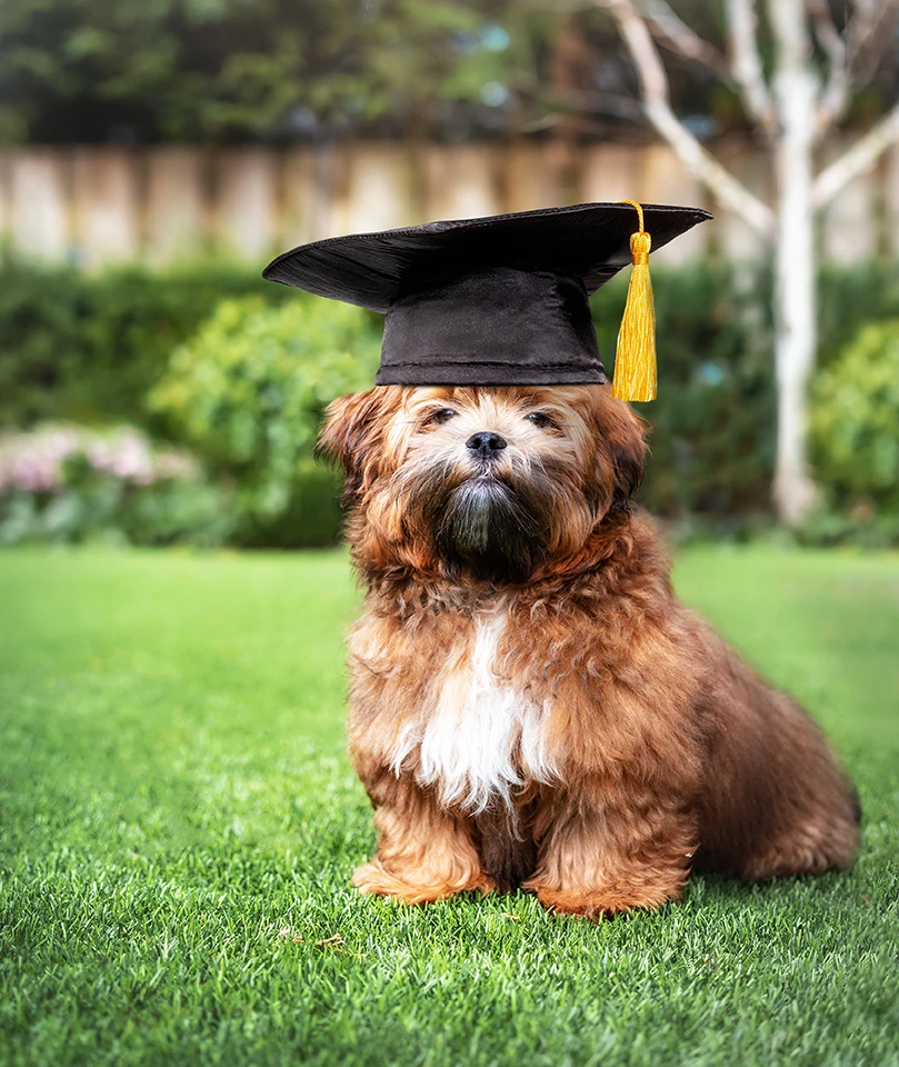 Dog graduate
