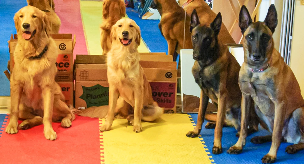 Picture of a kennel cabin