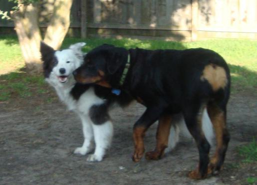 Baby Rottweiler Jack Kisses Border Collie Frolic